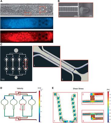 Heart Muscle Microphysiological System for Cardiac Liability Prediction of Repurposed COVID-19 Therapeutics